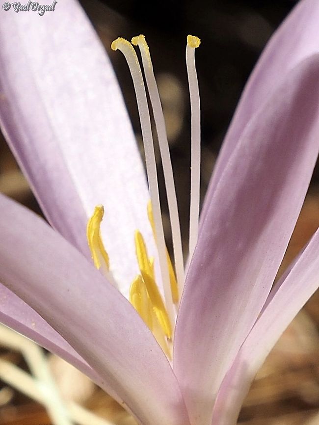 Colchicum hierosolymitanum close up on styles and stamens Colchicum hierosolymitanum,Fall,Geotagged,Israel