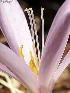 Colchicum hierosolymitanum close up on styles and stamens Colchicum hierosolymitanum,Fall,Geotagged,Israel