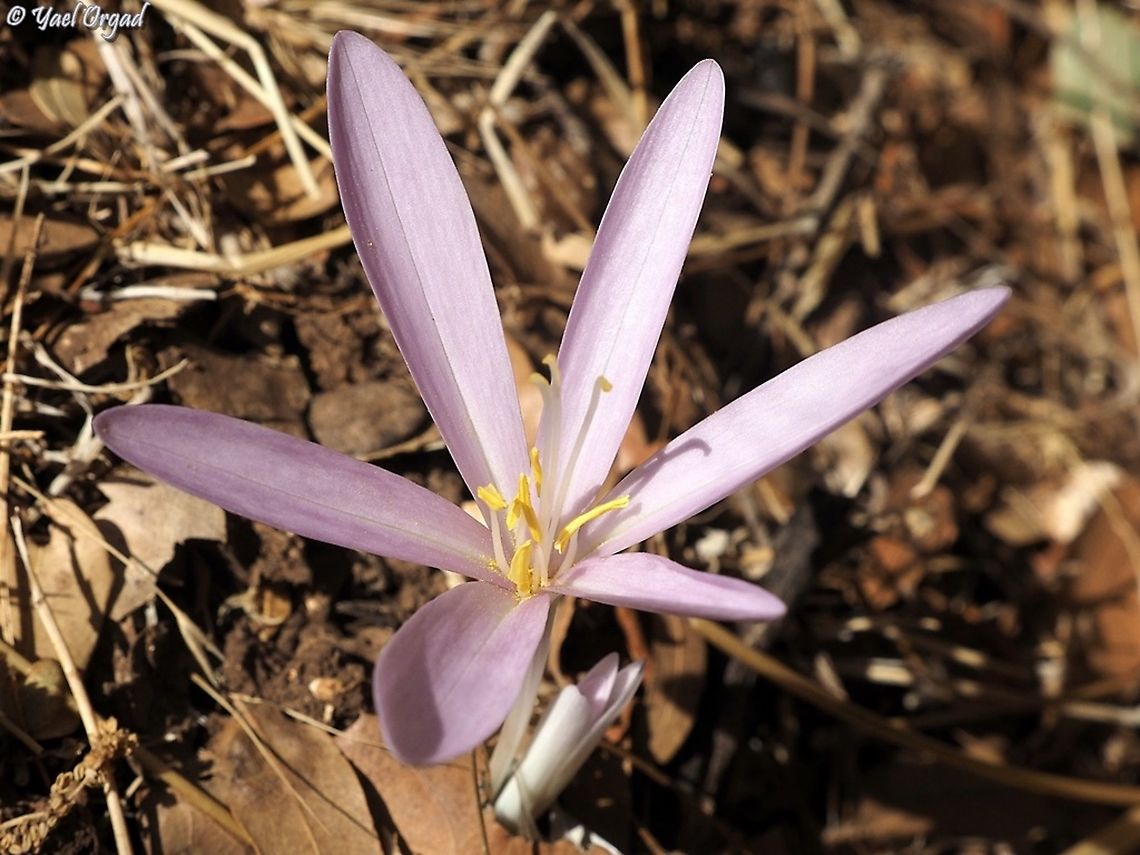 Colchicum hierosolymitanum  Colchicum hierosolymitanum,Fall,Geotagged,Israel