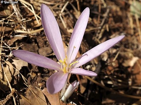 Colchicum hierosolymitanum  Colchicum hierosolymitanum,Fall,Geotagged,Israel