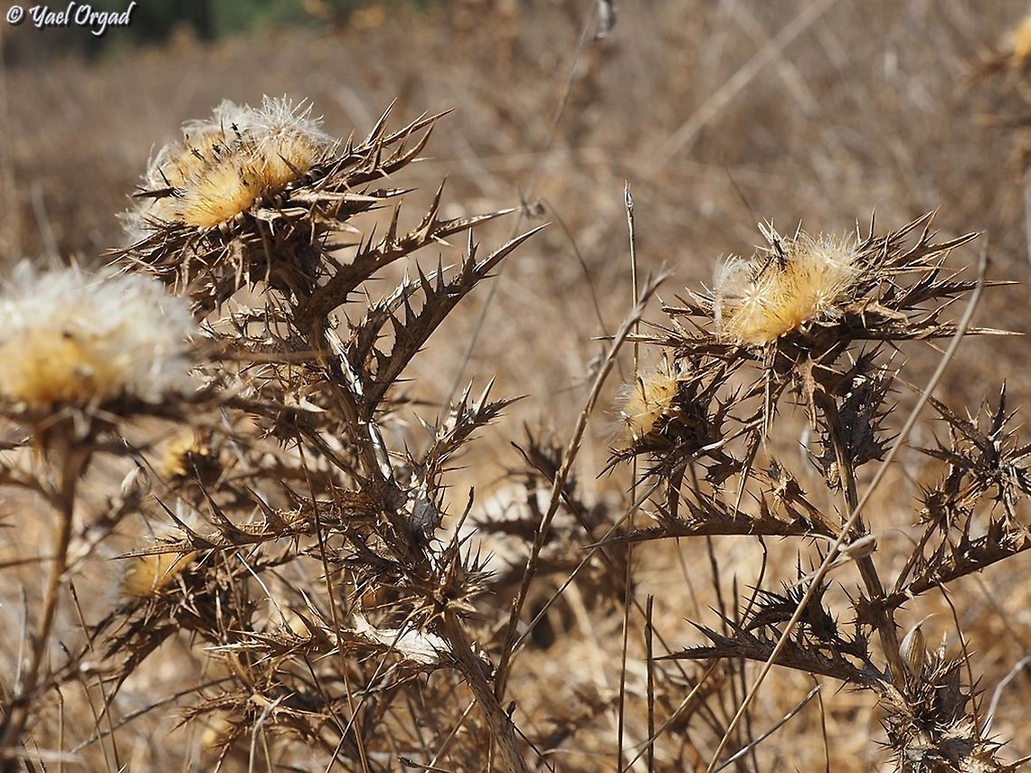 Carlina curetum end of season for this summer flower Carlina curetum,Carline Thistle,Fall,Geotagged,Israel