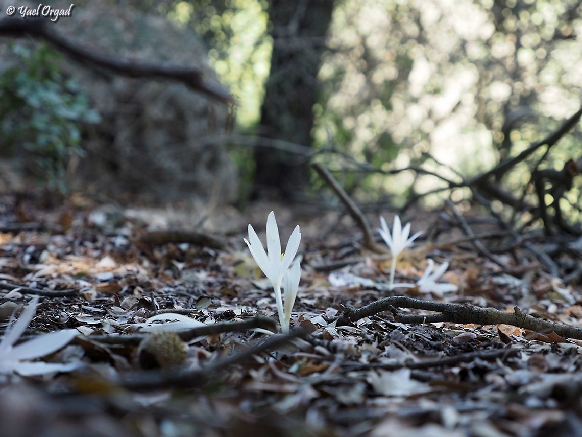 Enchanted Forest with Colchicum troodi Colchicum troodi,Fall,Geotagged,Israel