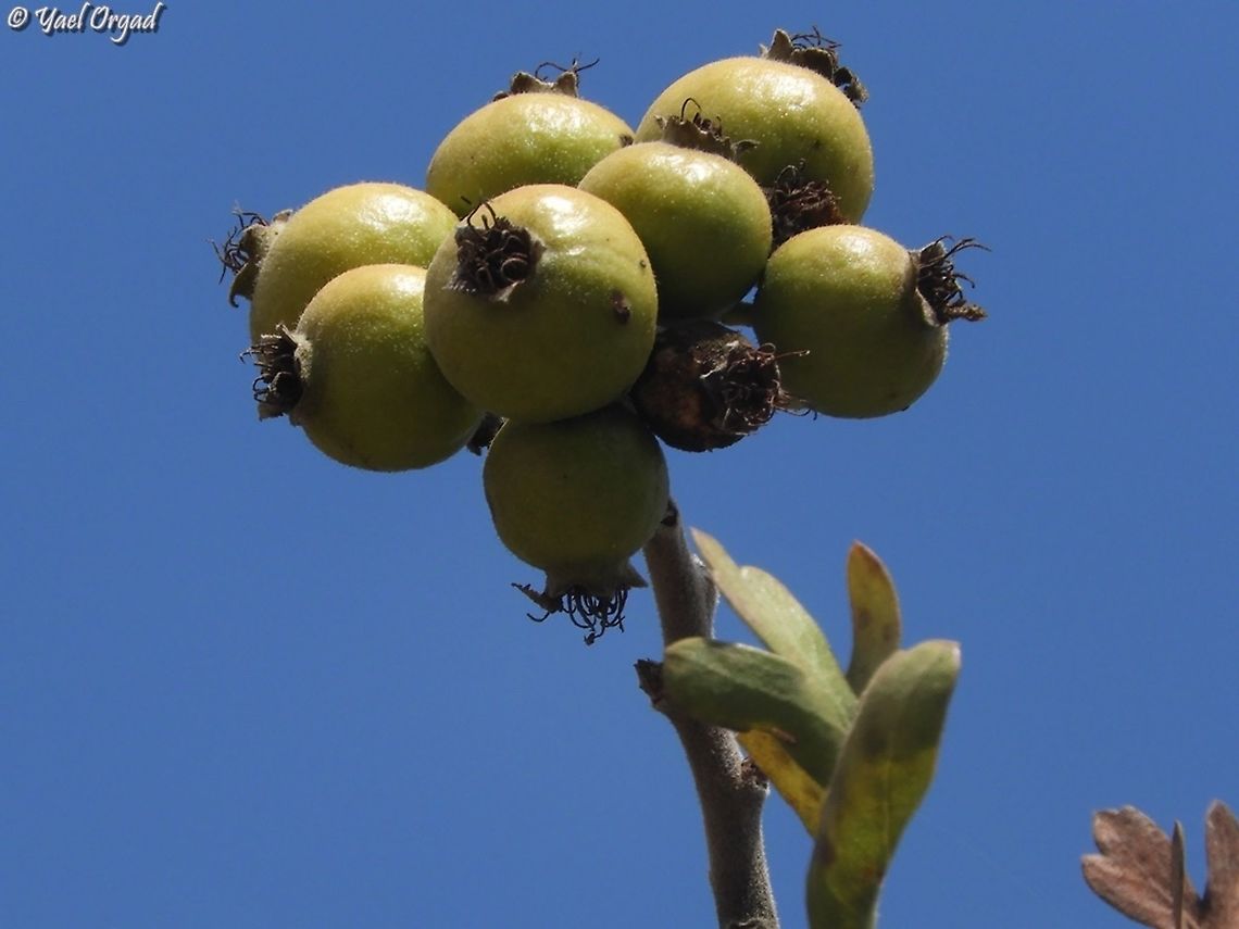 Crataegus orientalis var. aronia tasty!  Crataegus orientalis,Crataegus orientalis var. aronia,Fall,Geotagged,Israel