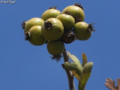 Crataegus orientalis var. aronia tasty!  Crataegus orientalis,Crataegus orientalis var. aronia,Fall,Geotagged,Israel
