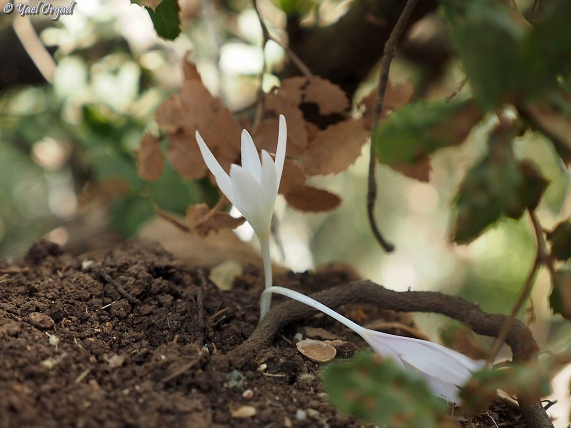 Colchicum troodi  Colchicum troodi,Fall,Geotagged,Israel