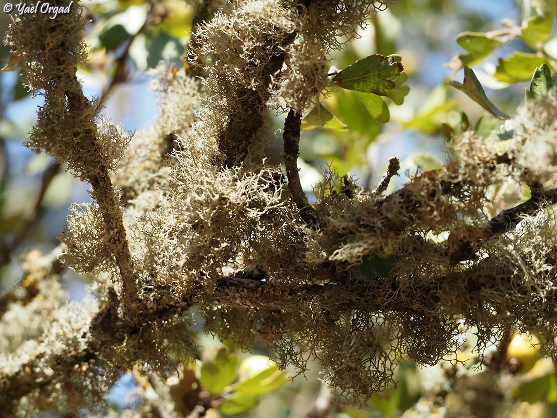 Ramalina lacera lichen on Crataegus aronia  Fall,Geotagged,Israel,Ramalina lacera,Soft Strap Lichen