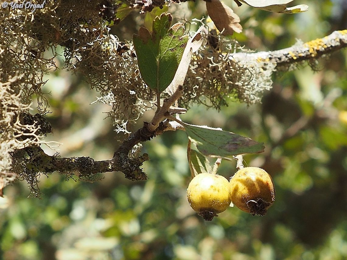 Crataegus aronia tasty fruit, <br />
with the lichen - Ramalina lacera Crataegus azarolus,Crataegus orientalis,Fall,Geotagged,Israel,Ramalina lacera