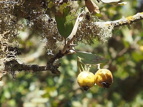 Crataegus aronia tasty fruit, 
with the lichen - Ramalina lacera Crataegus azarolus,Crataegus orientalis,Fall,Geotagged,Israel,Ramalina lacera