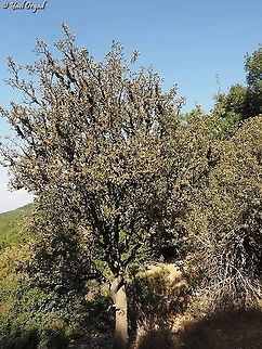 Crataegus aronia laden with fruit  Crataegus azarolus,Crataegus orientalis,Fall,Geotagged,Israel