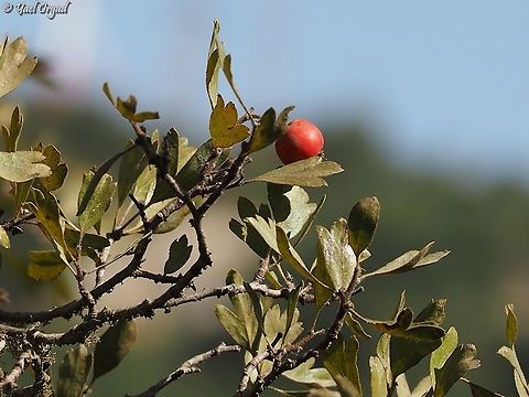 Crataegus azarolus tasty red fruits! Crataegus azarolus,Crataegus_azarolus,Fall,Geotagged,Israel