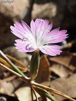 Stylish styles! Dianthus strictus Dianthus strictus,Fall,Geotagged,Israel,Wild Pink