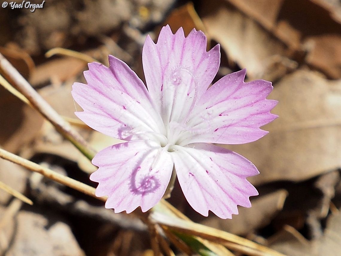 Stylish styles! Dianthus strictus Dianthus strictus,Fall,Geotagged,Israel,Wild Pink