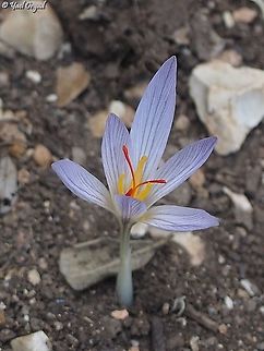 Crocus pallasii  Crocus pallasii,Fall,Geotagged,Israel