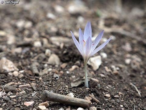 Crocus pallasii  Crocus pallasii,Fall,Geotagged,Israel