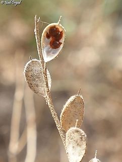 Fibigia clypeata  Fall,Fibigia clypeata,Geotagged,Israel