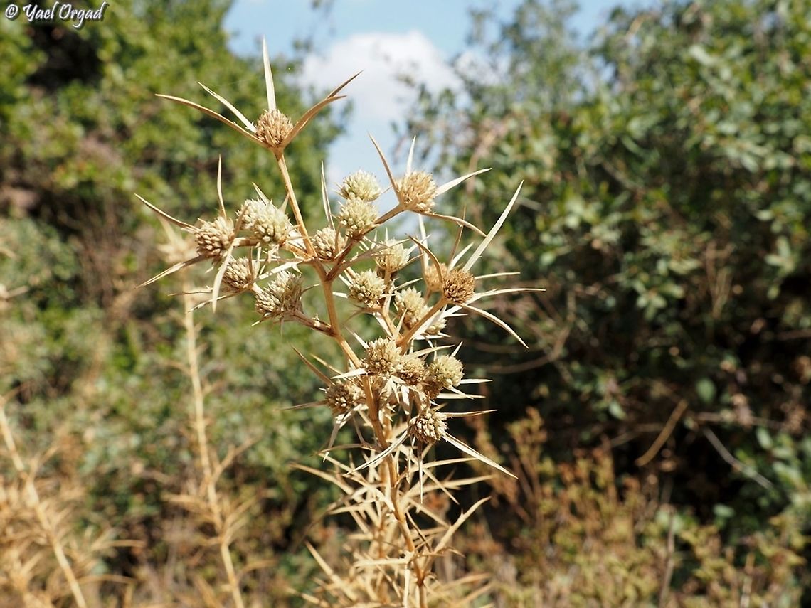 Eryngium glomeratum  Eryngium glomeratum,Fall,Geotagged,Israel