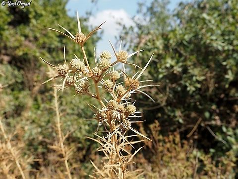 Eryngium glomeratum  Eryngium glomeratum,Fall,Geotagged,Israel