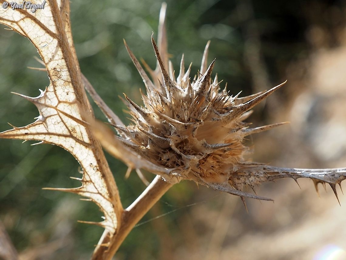 Gundelia tournefortii  Fall,Geotagged,Gundelia tournefortii,Israel
