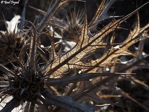 Gundelia tournefortii dry and beautiful 
the whole plant detaches from the ground, and rolls like tumbleweed to spread the seeds.  Fall,Geotagged,Gundelia tournefortii,Israel