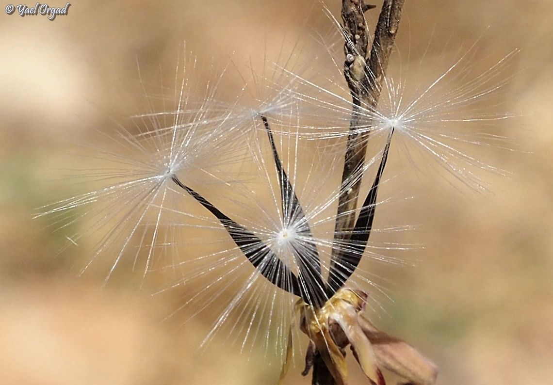 Lactuca viminea spreading seeds  Fall,Geotagged,Israel,Lactuca viminea