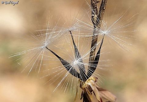 Lactuca viminea spreading seeds  Fall,Geotagged,Israel,Lactuca viminea