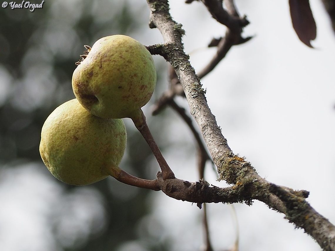 Pyrus syriaca wild pears - bitter and hard, not nice to eat...  Fall,Geotagged,Israel,Pyrus syriaca,Syrian pear