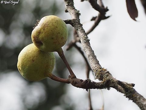 Pyrus syriaca wild pears - bitter and hard, not nice to eat...  Fall,Geotagged,Israel,Pyrus syriaca,Syrian pear