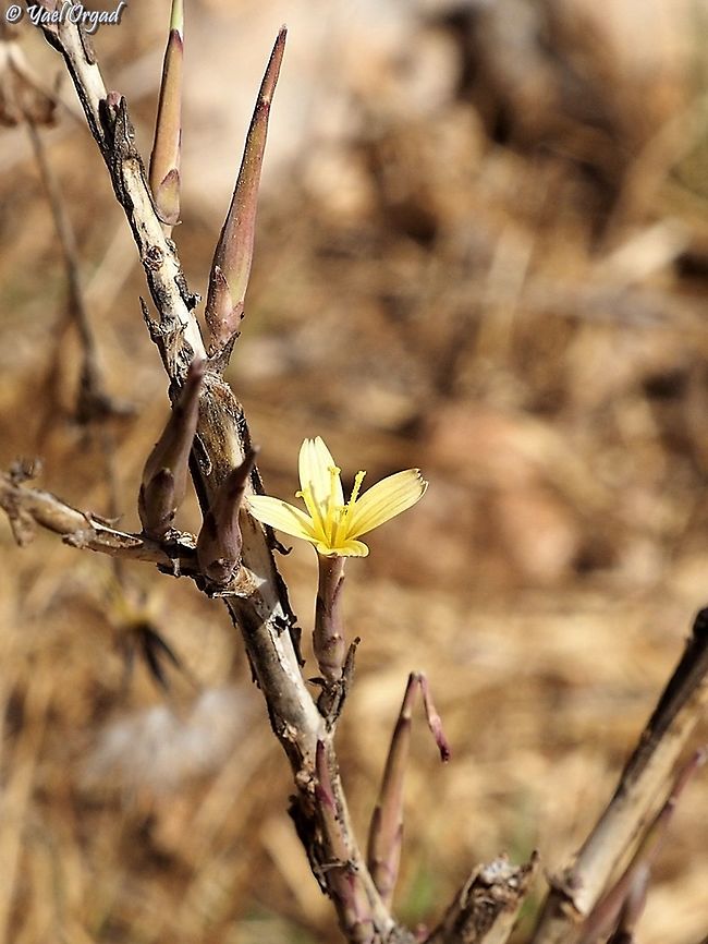 Lactuca viminea  Fall,Geotagged,Israel,Lactuca viminea
