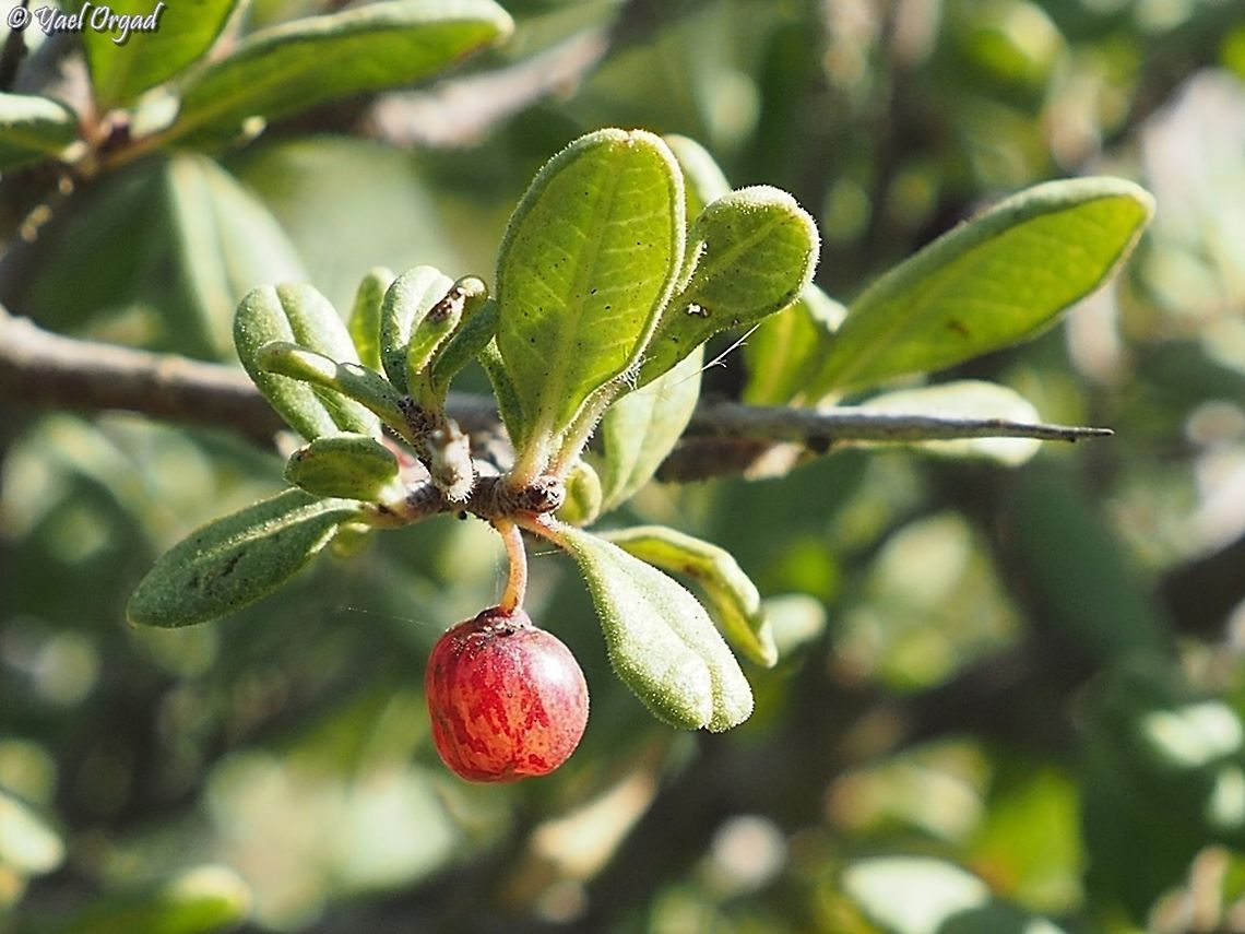 Rhamnus punctata  Fall,Geotagged,Israel,Rhamnus punctata