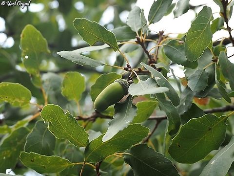 Quercus boissieri the acorns are long and narrow, with small cups.  Aleppo oak,Fall,Geotagged,Israel,Quercus infectoria