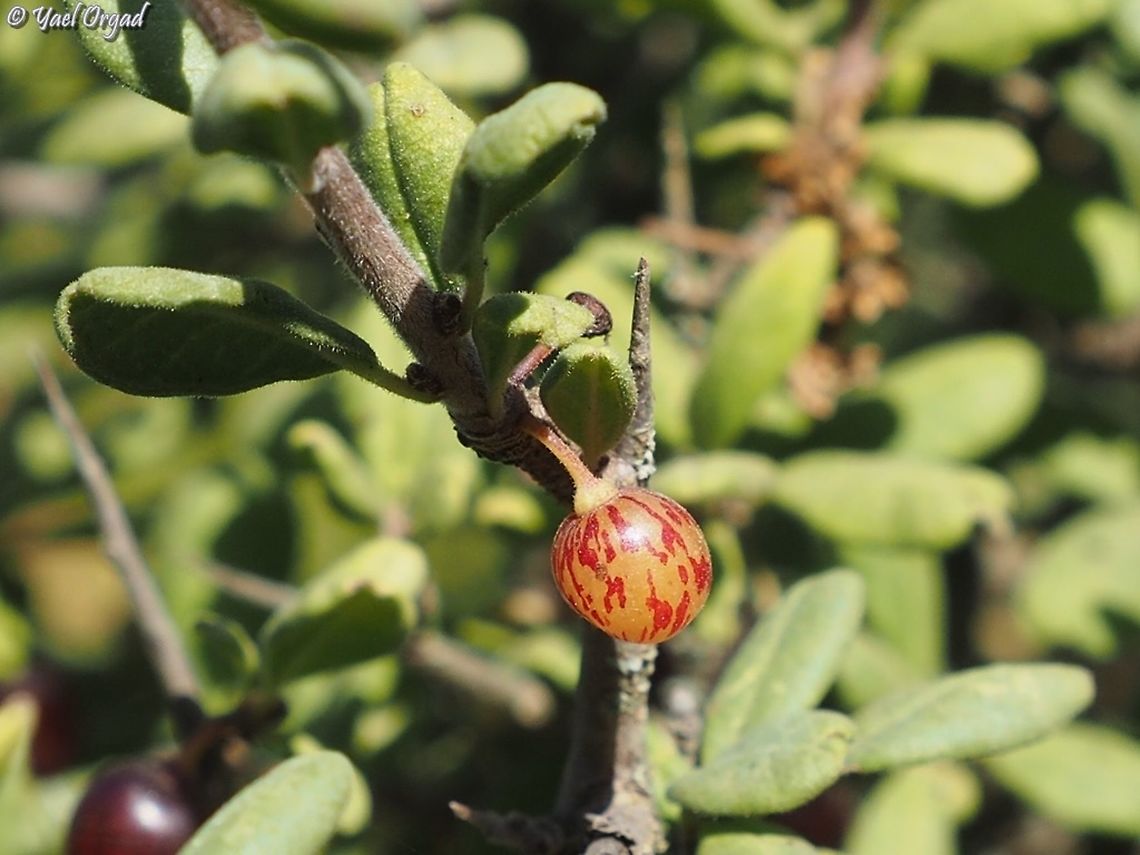 Rhamnus punctata  Fall,Geotagged,Israel,Rhamnus punctata