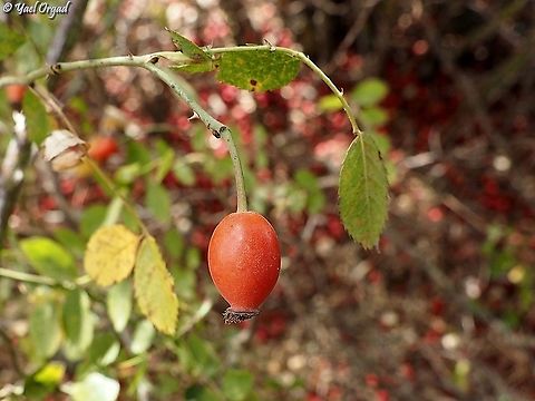 Rosa Canina fruit the red on the background are many fruit of Crataegus azarolus that fell on the ground Crataegus azarolus,Dog Rose,Fall,Geotagged,Israel,Rosa canina
