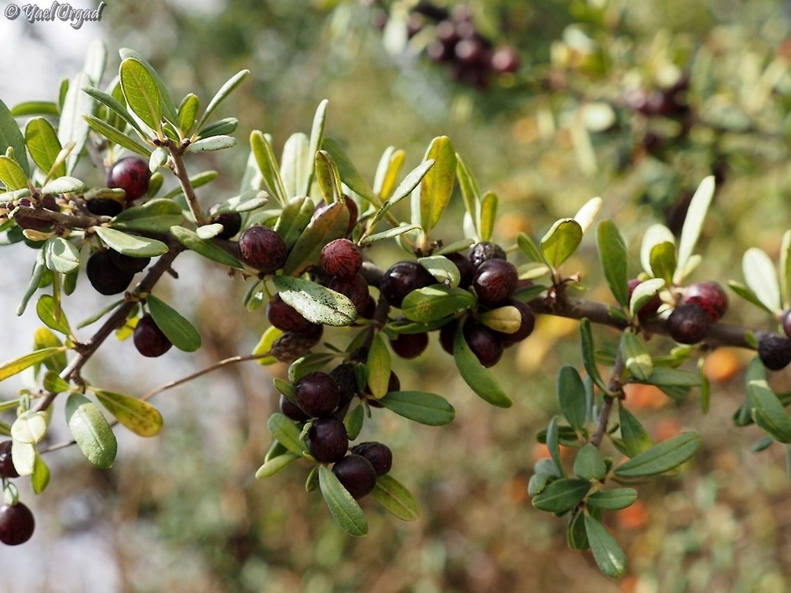 Rhamnus punctata  Fall,Geotagged,Israel,Rhamnus punctata