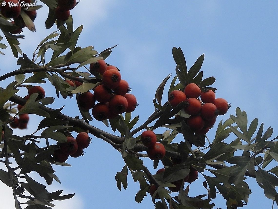 Crataegus azarolus with thousands of tasty fruit! Crataegus azarolus,Crataegus_azarolus,Fall,Geotagged,Israel