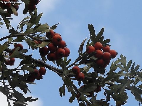 Crataegus azarolus with thousands of tasty fruit! Crataegus azarolus,Crataegus_azarolus,Fall,Geotagged,Israel