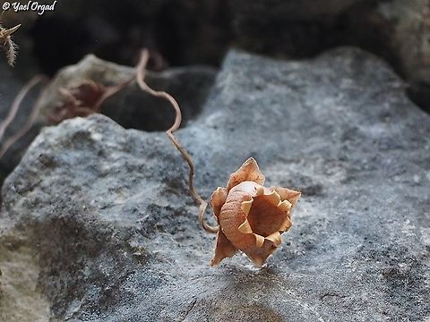 fruit of Cyclamen persicum ver. automnale  Cyclamen persicum,Fall,Geotagged,Israel,Persian cyclamen