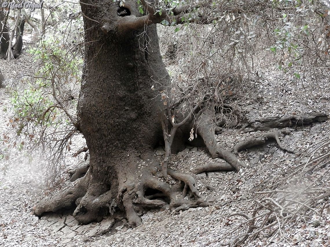Majestic trunk of Quercus calliprinos  Fall,Geotagged,Israel,Palestine oak,Quercus calliprino