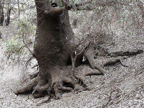 Majestic trunk of Quercus calliprinos  Fall,Geotagged,Israel,Palestine oak,Quercus calliprino