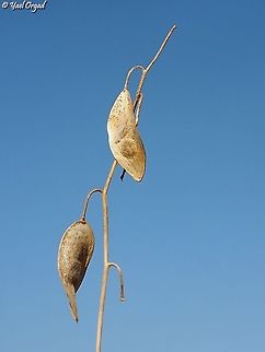 Ricotia lunaria  Fall,Geotagged,Israel,Ricotia lunaria