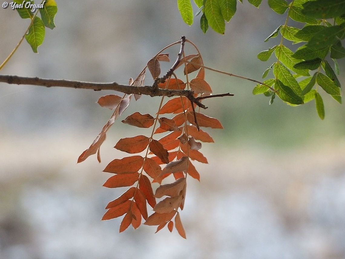 Pistacia terebinthus subsp. palaestina the only fall color in the Israeli Mediterranean maquis Fall,Geotagged,Israel,Pistacia terebinthus,Turpentine tree