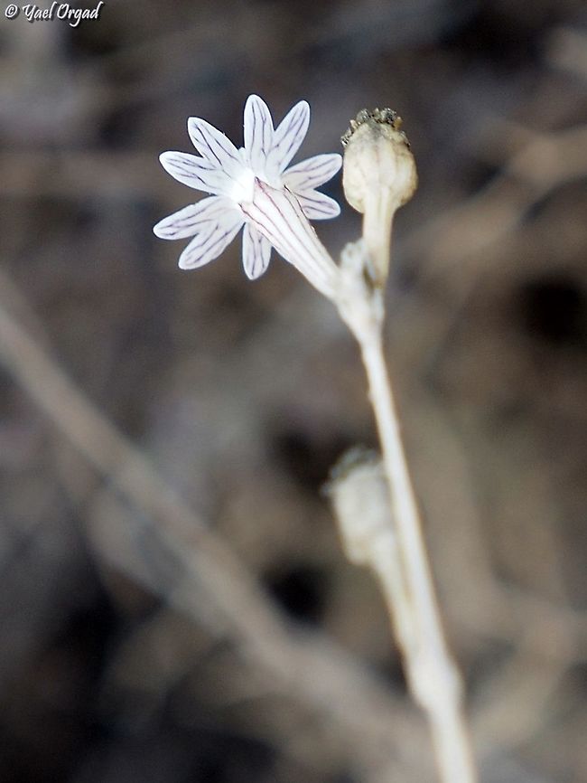 Silene reinwardtii  Silene reinwardtii