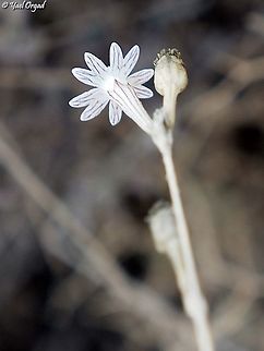 Silene reinwardtii  Silene reinwardtii