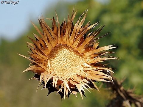 Onopordum cynarocephalum  Fall,Geotagged,Israel,Onopordum cynarocephalum