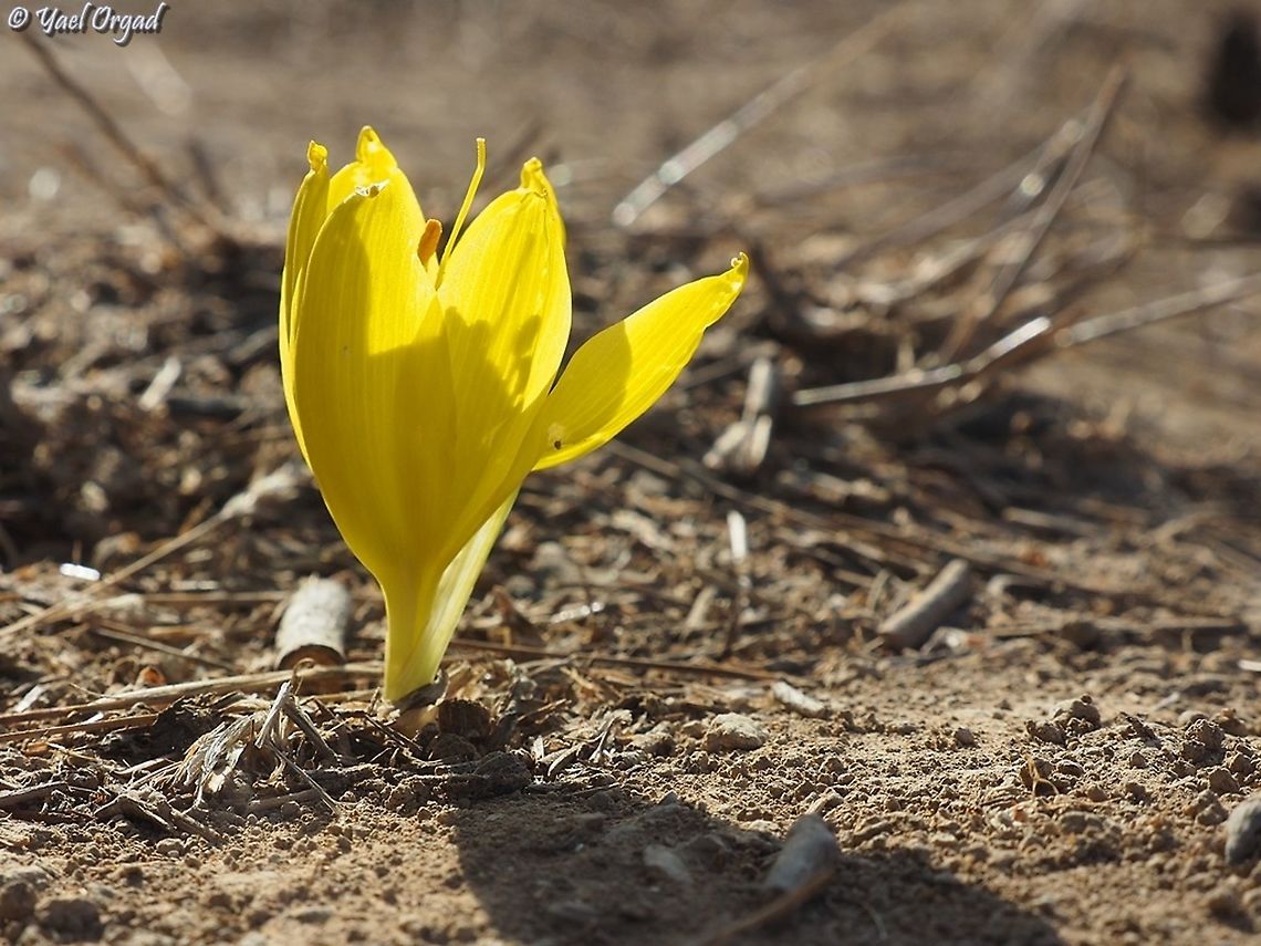 Sternbergia clusiana  Fall,Geotagged,Israel,Sternbergia clusiana
