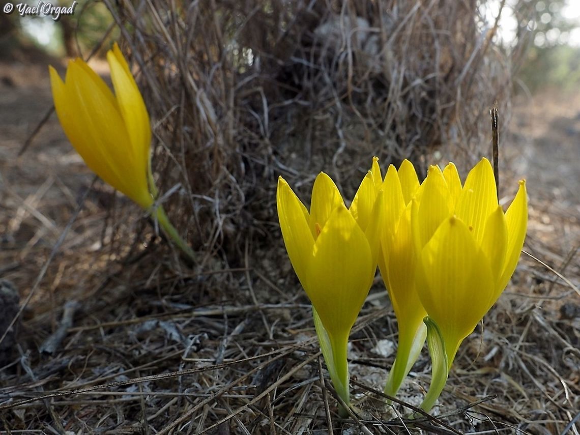 Sternbergia clusiana  Fall,Geotagged,Israel,Sternbergia clusiana