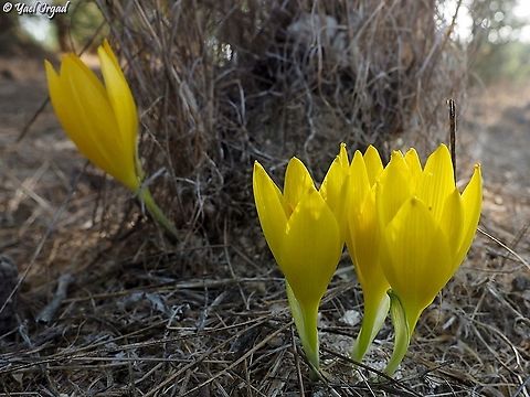 Sternbergia clusiana  Fall,Geotagged,Israel,Sternbergia clusiana