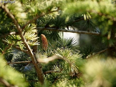 Cedrus atlantica a planted (not natural) sparse Cedrus forest, trees are still quite young - but beautiful  Cedrus atlantica,Fall,Geotagged,Israel