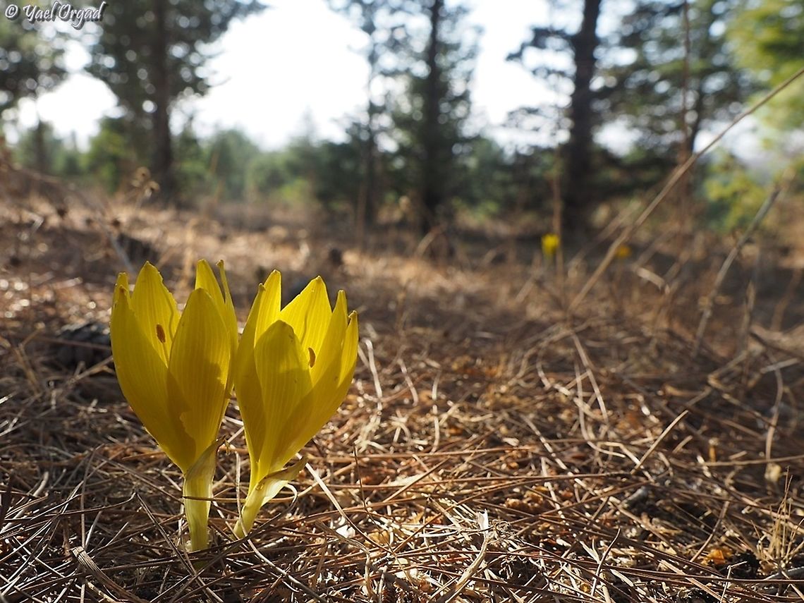 Sternbergia clusiana  Fall,Geotagged,Israel,Sternbergia clusiana
