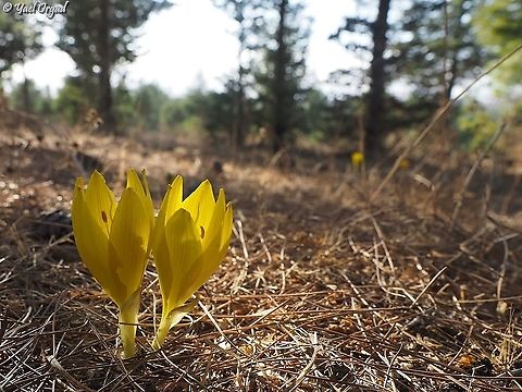 Sternbergia clusiana  Fall,Geotagged,Israel,Sternbergia clusiana