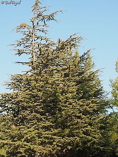 Cedrus atlantica  Cedrus atlantica,Fall,Geotagged,Israel